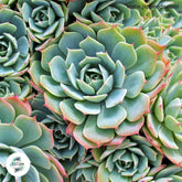 Echeveria subalpina / 40 seeds